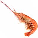 GAMBA ARGENTINA N2 (20/30) 2Kg (6)__